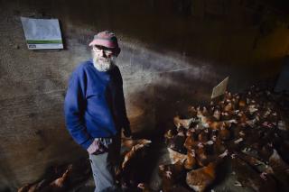 Hugh Spencer, a 68-year-old poultry farmer near Plains, checks on one of his three chicken barns, where he raises about 6,000 chickens for egg production. Thom Bridge / Independent Record Hugh Spencer, a 68-year-old poultry farmer near Plains, checks on one of his three chicken barns, where he raises about 6,000 chickens for egg production. Thom Bridge / Independent Record