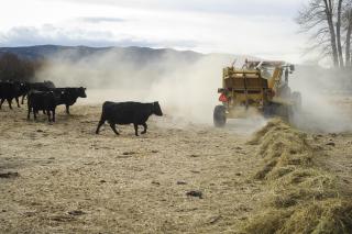 A rancher uses a bail spreader to feed his cattle on a family ranch outside Boulder, Mont. There are 27,048 farms in Montana, according to the 2017 census of agriculture provided by the United States Department of Agriculture. A rancher uses a bail spreader to feed his cattle on a family ranch outside Boulder, Mont. There are 27,048 farms in Montana, according to the 2017 census of agriculture provided by the United States Department of Agriculture.